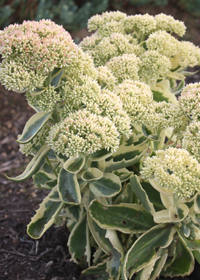 Sedum 'Autumn Charm'